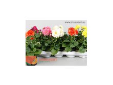 Георгин Роял (25) 255.00