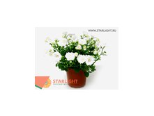 Кампанула Уайт Вондер (20) 355.00