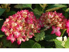 Hydrangea () m. Selma P19/C3 20-25 CM - 5,6