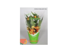 Орнитогалум Дубиум (30) 655.00