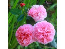 Rosa () Pippin C5.5 - 21,06