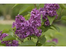 Syringa () vulg. Charles Joly - 7,8