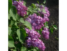 Syringa () vulg. Rus - 7,8