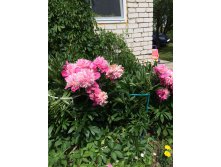 Опора под кусты, доп фото. 110 руб.