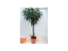 Фикус бинн Алии (180) 13 995.00