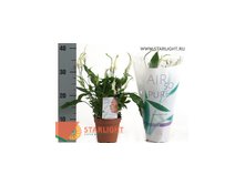 Спатифиллум Йесс (40) 125.00