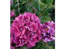 Hydrangea () m. Merveille Sanguinea P17/C2 25-30 CM - 5,5