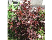 Physocarpus (.) opulifolius Red Baron - 3,08