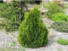 Thuja () occidentalis Miky - 2,8