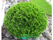 Thuja () occidentalis Danica - 4,59