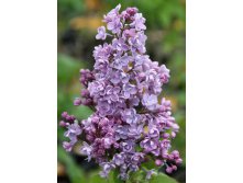 Syringa () hyacinthiflora Drushba - 7,8