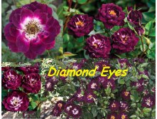 Rosa () Diamond Eyes C5 - 12,95