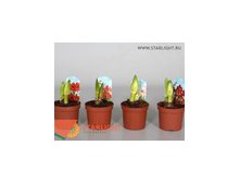 АмариллисХ2 (25) 255.00