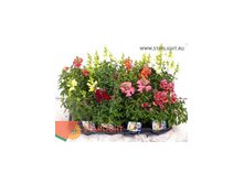 Антиринум Майюс (25) 145.00