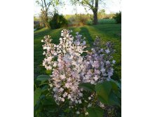 Syringa () hyacinthiflora Anabel - 7,8