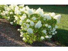 Hydrangea () pan. Little Lime C5 - 5,57