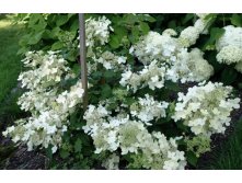 Hydrangea () pan. Brussels Lace P19/C3 30-40 CM - 8,3