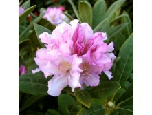 Rhododendron (-) hubr. Pohjolas Daughter - 3,94