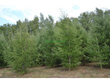 Larix () decidua - 17,03