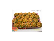 Нертера Гранада Астрид (10) 125.00