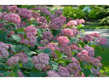 Hydrangea () arb. Pink Pincushion P19/C3 30-40 CM - 5,4