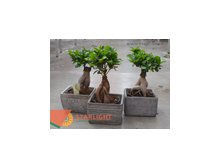Фикус Микрокарпа (40) 1 495.00
