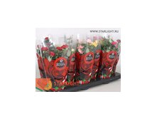 Роза Фаворит (25) 215.00215.00