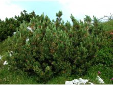 Pinus () mugo subsp. mugo -3,08