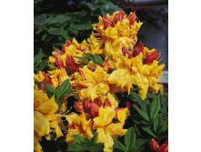 Rhododendron () Sunte Nectarine - 10,96