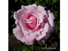 Rosa () Memorial Day / Millie Rose C5 - 12,95