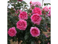 Rosa () Bernadette Lafont C5 - 9,04