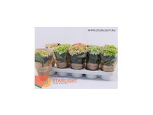 Гортензия (20) 495.00