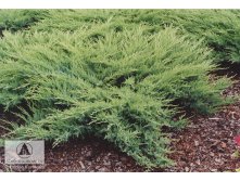 Juniperus (-) sabina Glauca - 10,02