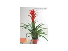 Гузмания Аморетто (70) 495.00