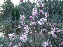 Magnolia () stellata Rosea C5 :120-140 - 16,8