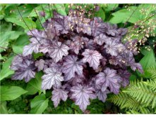    (heuchera "Blackberry Jam).