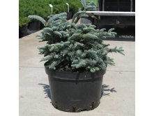 Abies () procera Glauca - 18,9