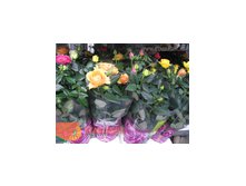 Роза Патио (40) 455.00