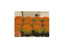 Нертера Гранада Астрид (10) 155.00