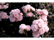 Rosa () Bouquet Parfait C5 - 9,0