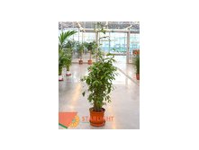 Драцена Суркулоса (140) 7 995.00