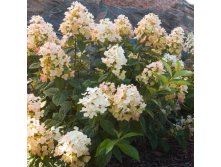 Hydrangea () pan. Tickled Pink First Editions P19/C3 40-50 CM - 14,2