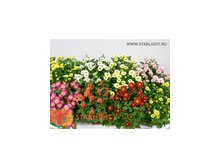 Хризантема (25) 155.00