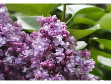 Syringa () vulg. Kath. Havemeyer - 7,8