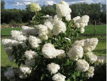 Hydrangea () pan. Silver Dollar C5 - 4,79