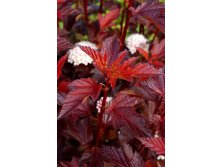 Physocarpus (.) opulifolius DIABLE DOR Mindia PBR - 5,88