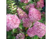 Hydrangea () pan. Sundea Fraise C5 - 4,79