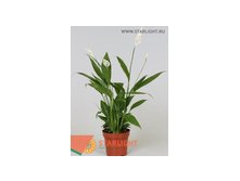 Спатифиллум Алана (50) 125.00