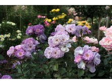 Rosa () Blue for You C5 - 7,12