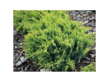 Juniperus (-) virginiana Golden Spring - 5,21